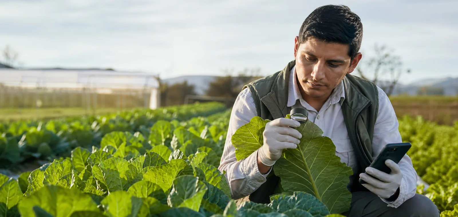 Agrónomo revisando una hoja para una consulta fitosanitaria
