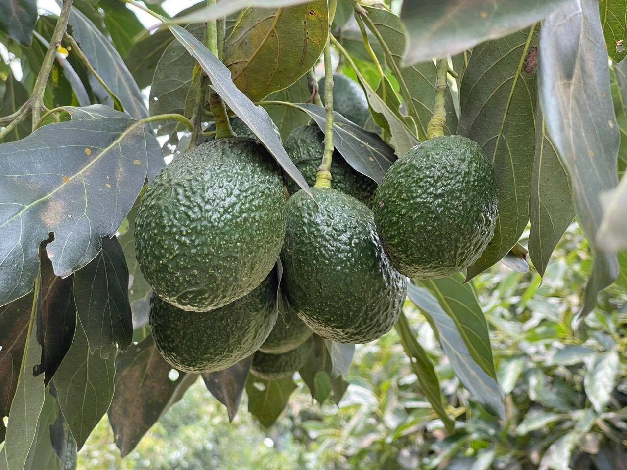 Racimo de aguacates sanos y de gran tamaño.