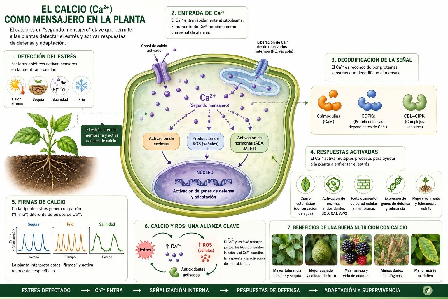 El calcio: mucho más que firmeza en los frutos‼️🥑🍒🍐🍊🍉