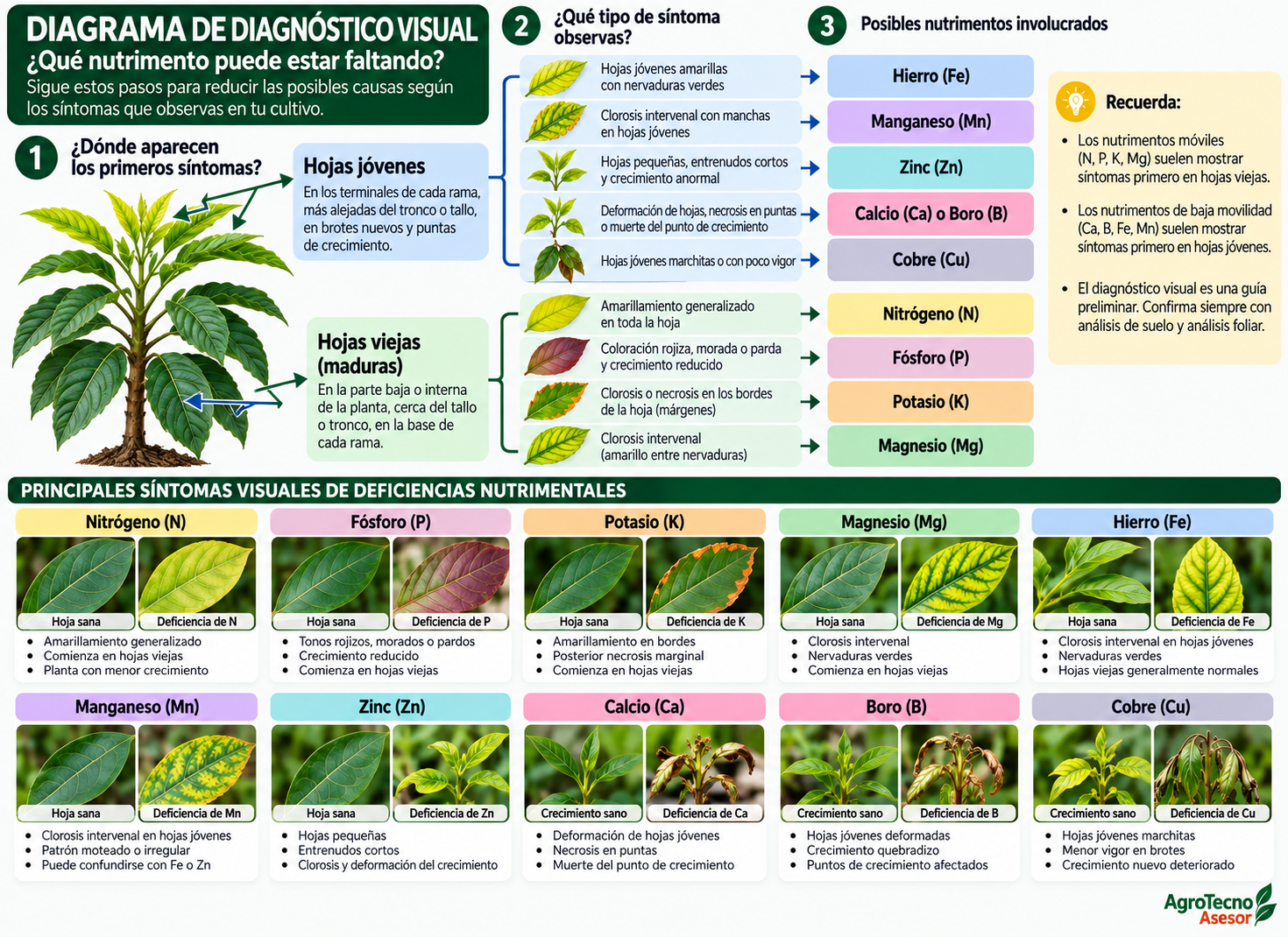Descubre qué le falta a tu planta en cuatro pasos: Manual práctico para identificar deficiencias nutrimentales